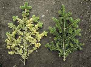 اسیدها چه اثراتی بر گیاهان دارند