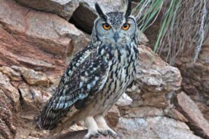 چرا جغد در شب بیدار و فعال است