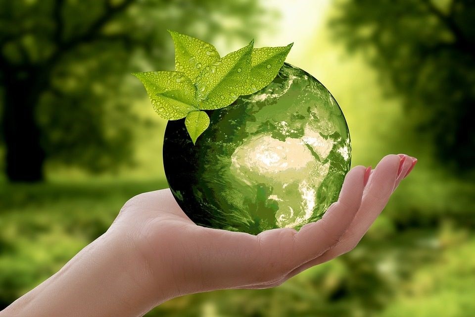 چرا گیاهان برای رشد خود نیاز به نور خورشید دارند